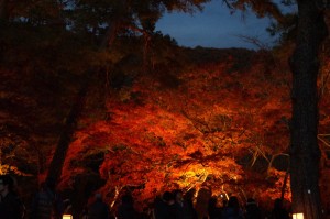 DSC07368-600